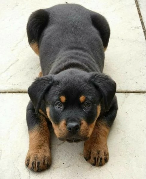 Regalo ROTTWEILER CUCCIOLI MASCHIO E FEMMINA bellissimo cuccioli di rottweiler maschio e femmina