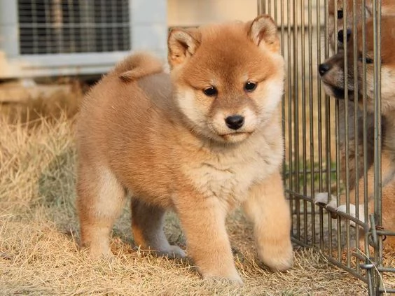 REGALO Cuccioli Shiba Inu cuccioli Shiba Inu maschio e femmina disponibile Tutti i documenti sono d