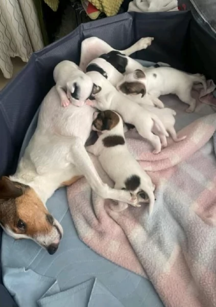  Jack Russell in cerca di adozione | Foto 1