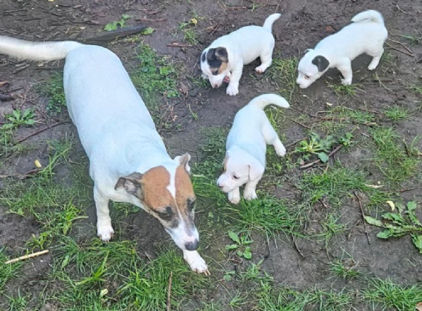  Jack Russell in cerca di adozione | Foto 0