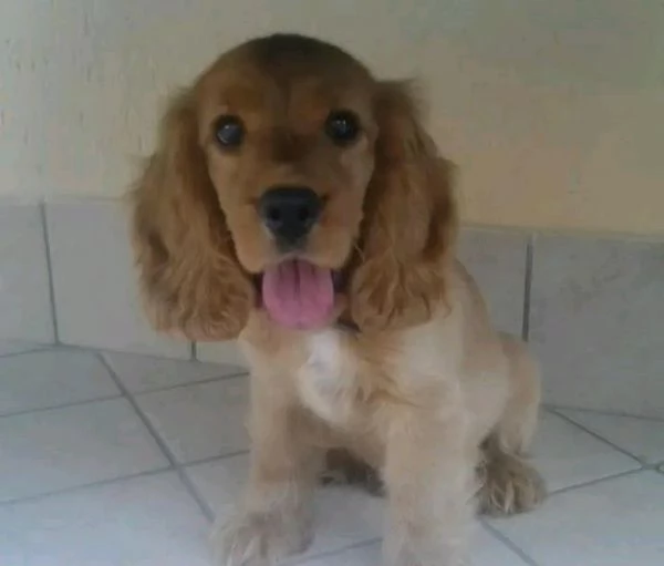 Cocker spaniel inglese