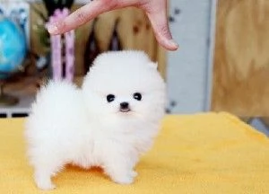 Cuccioli di pomerania carini e adorabili in cerca di adozione