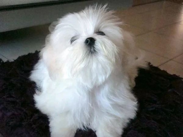 Due cuccioli di maltese in vendita