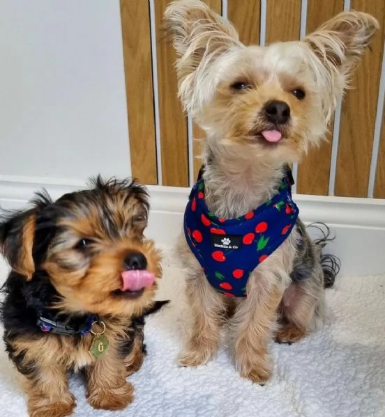 Cuccioli di Yorkie Teacup in vendita hidden
