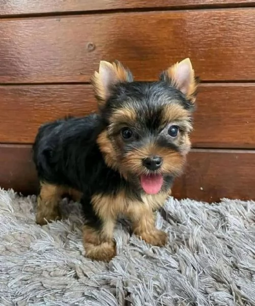 cuccioli di Yorkie da tazza da t pronti per te e la tua famiglia
