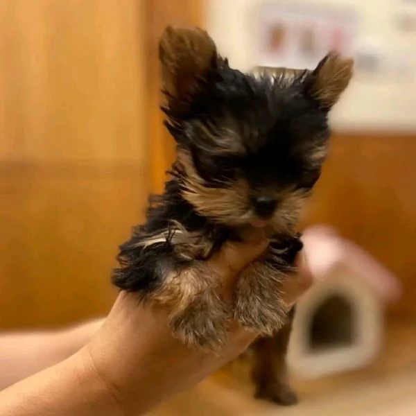 CUCCIOLI DI YORKIE MASCHIO E FEMMINA ADDESTRATI A CASA AFFETTUOSI