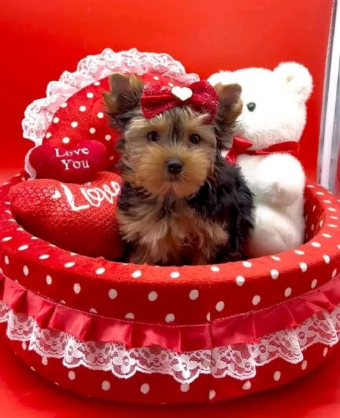  Cuccioli di Yorkshire Terrier maschi e femmine di TeaCup in cerca di adozione