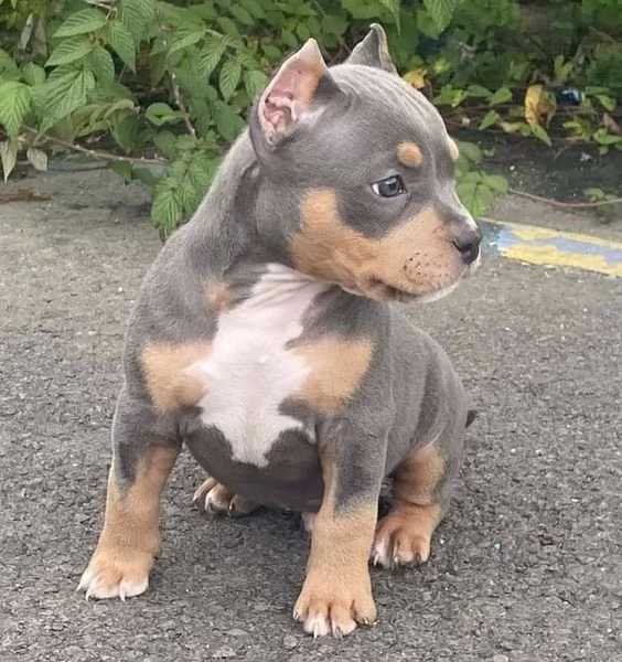 Regalo Cuccioli di Pitbull Disponibili 5 splendidi cuccioli di Pitbull 3 maschi e 2 femmine  v