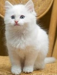 Gattini Ragdoll  Pedigree registrato