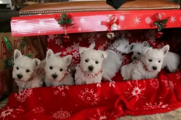 Westie dellAKC