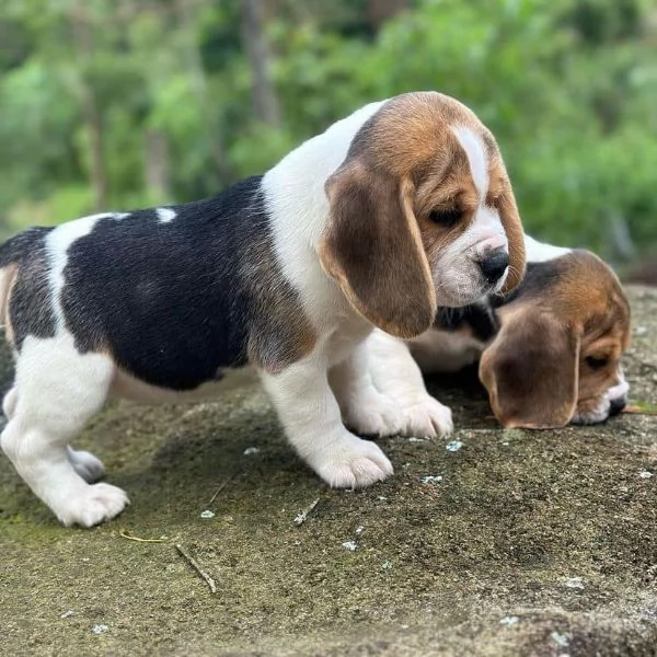 CUCCIOLI DI BEAGLE | Foto 0