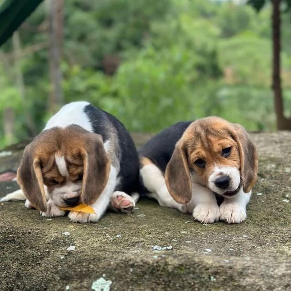CUCCIOLI DI BEAGLE