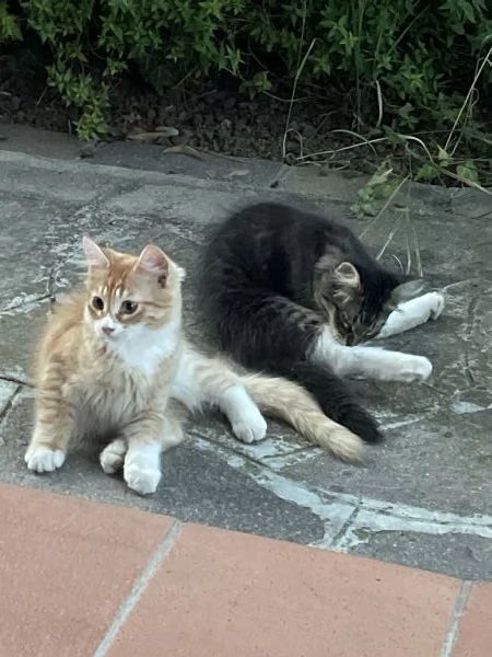 Regalo gattini in cerca di casa