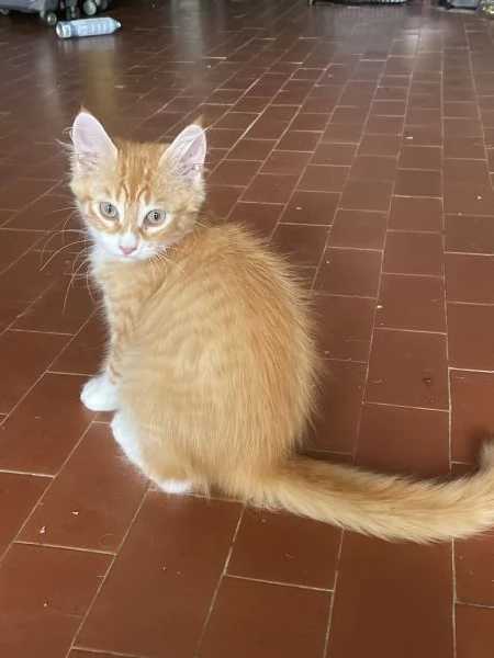 Regalo gattini in cerca di casa | Foto 3