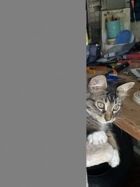 Regalo gattini in cerca di casa | Foto 2