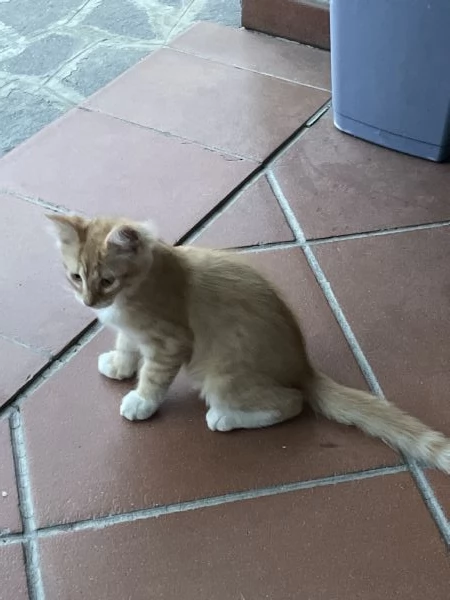 Regalo gattini in cerca di casa | Foto 1