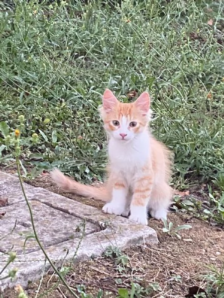 Regalo gattini in cerca di casa | Foto 0