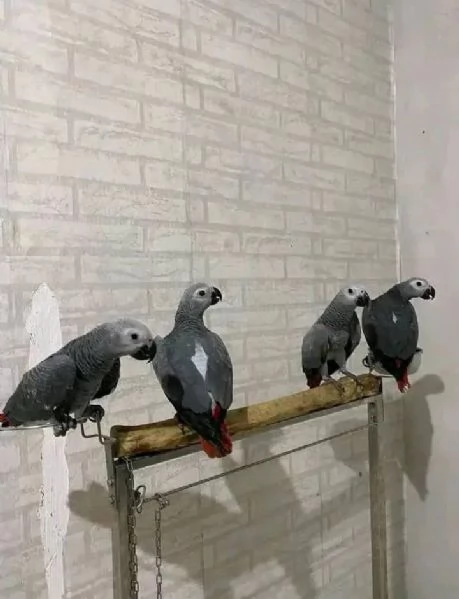 Regalo abbiamo due bellissimi pappagalli cenerini africani da adottare