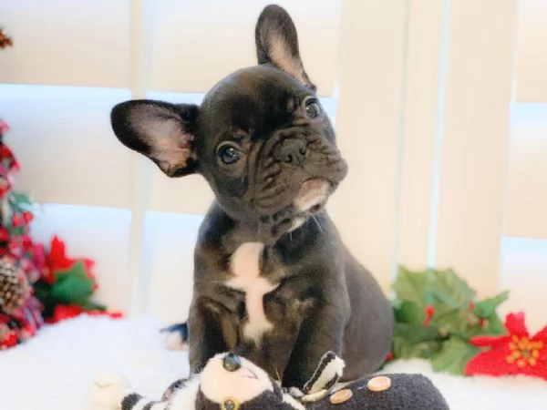 Bulldog francese femmina e maschio di 3 mesi REGALO