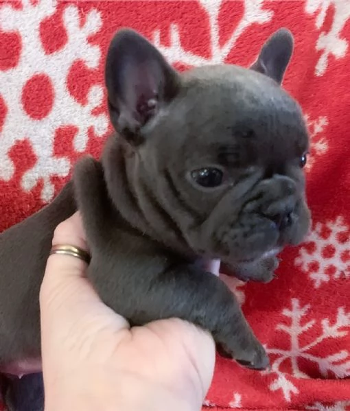 Bulldog francese femmina e maschio di 3 mesi REGALO | Foto 4