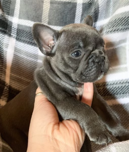 Bulldog francese femmina e maschio di 3 mesi REGALO | Foto 3