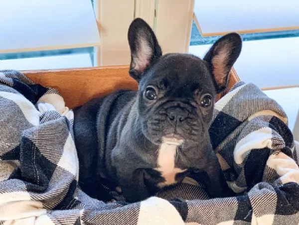 Bulldog francese femmina e maschio di 3 mesi REGALO | Foto 1