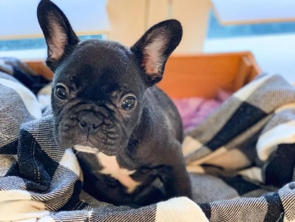 Bulldog francese femmina e maschio di 3 mesi REGALO | Foto 0