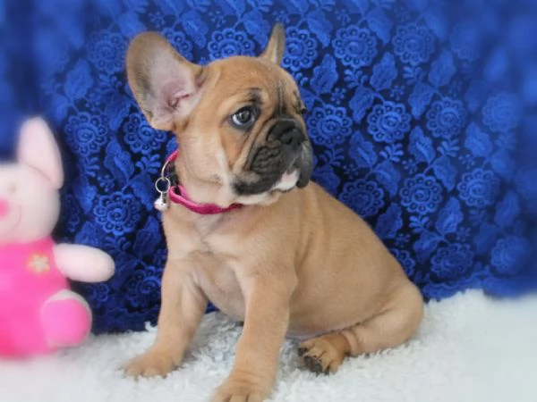 Cuccioli di bulldog francese | Foto 0