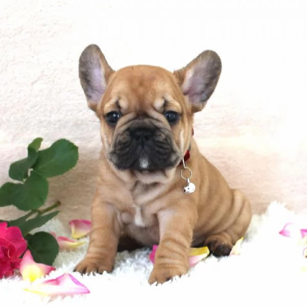 Cuccioli Bulldog Francese