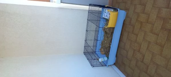 Coppia di porcellini dindia | Foto 3