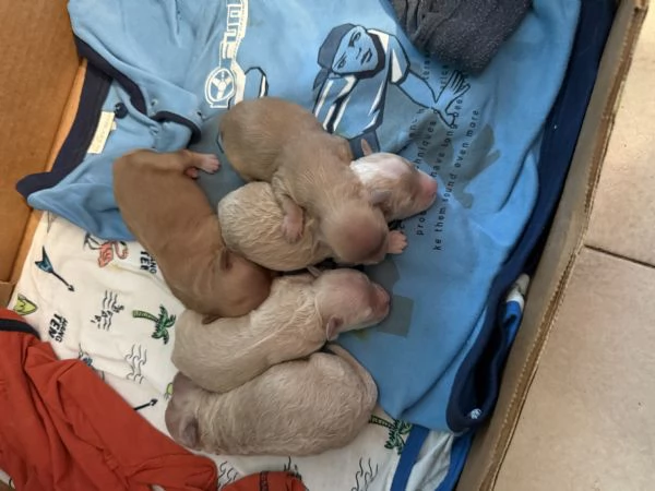 Vendita cuccioli  maltese  | Foto 2