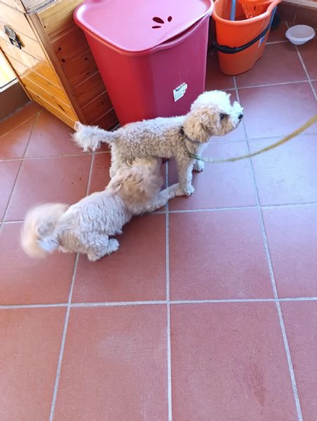 Vendita cuccioli  maltese  | Foto 1