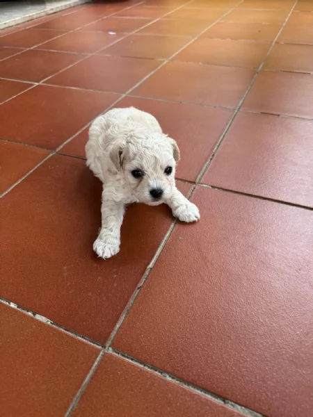 Vendita cuccioli  Maltipoo  | Foto 2