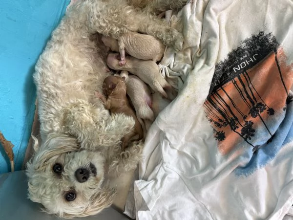 Vendita cuccioli  maltese  | Foto 0