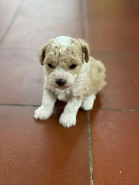 Vendita cuccioli  Maltipoo  | Foto 0