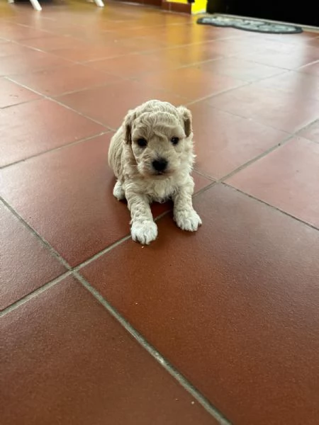 Vendita cuccioli  Maltipoo  da Privato  | Foto 0