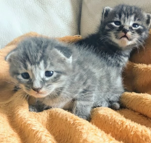 Gattini mix norvegese MASCHI e FEMMINE 