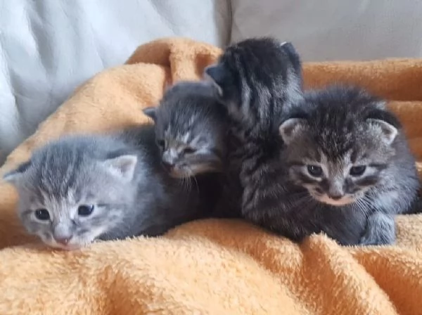 Gattini mix norvegese MASCHI e FEMMINE  | Foto 6