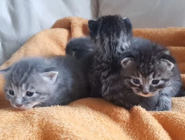 Gattini mix norvegese MASCHI e FEMMINE  | Foto 5