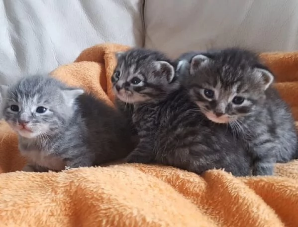 Gattini mix norvegese MASCHI e FEMMINE  | Foto 4