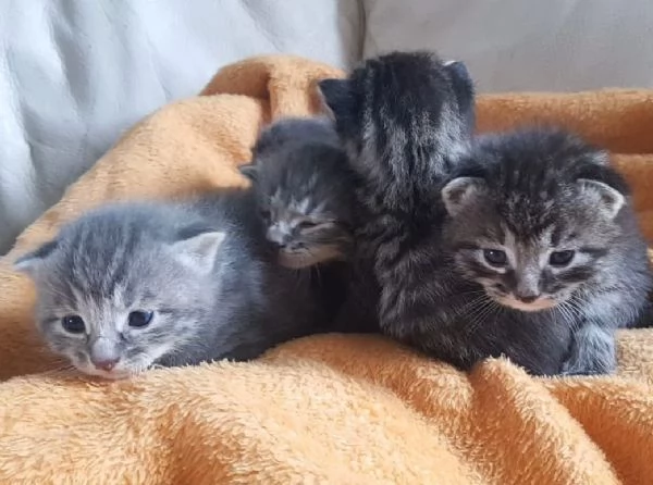 Gattini mix norvegese MASCHI e FEMMINE  | Foto 2