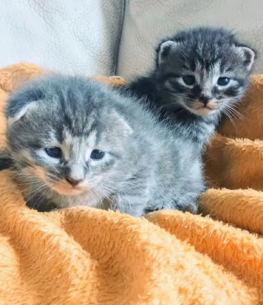Gattini mix norvegese MASCHI e FEMMINE  | Foto 1