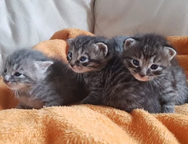 Gattini mix norvegese MASCHI e FEMMINE  | Foto 0