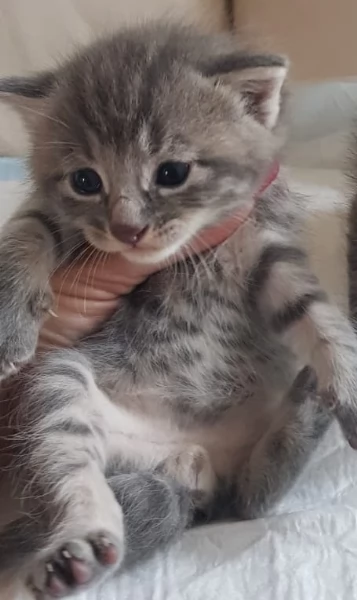 Gattino mix norvegese MASCHIO  | Foto 6