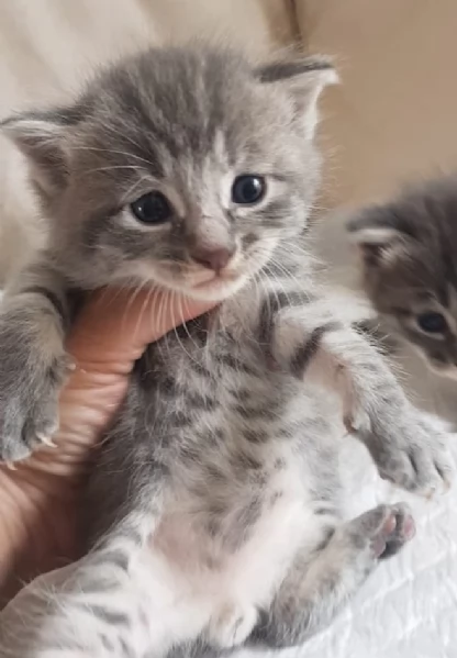 Gattino mix norvegese MASCHIO  | Foto 5
