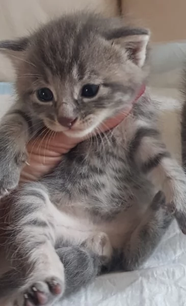 Gattino mix norvegese MASCHIO  | Foto 4