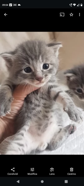 Gattino mix norvegese MASCHIO  | Foto 3