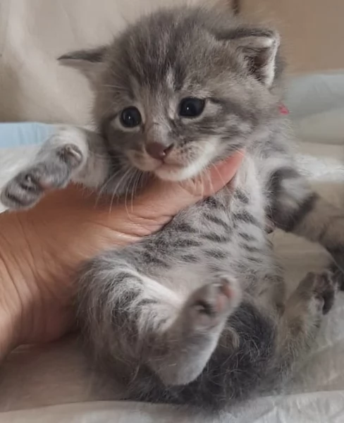 Gattino mix norvegese MASCHIO  | Foto 2
