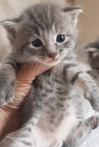 Gattino mix norvegese MASCHIO 