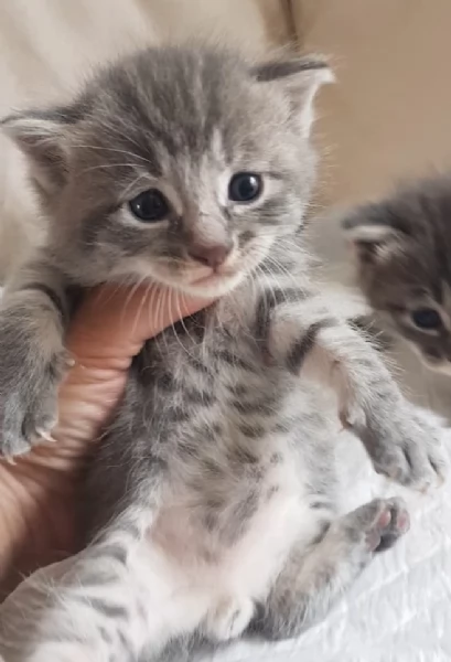 Gattino mix norvegese MASCHIO  | Foto 1